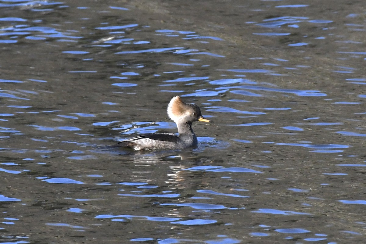 Hooded Merganser - ML646045779