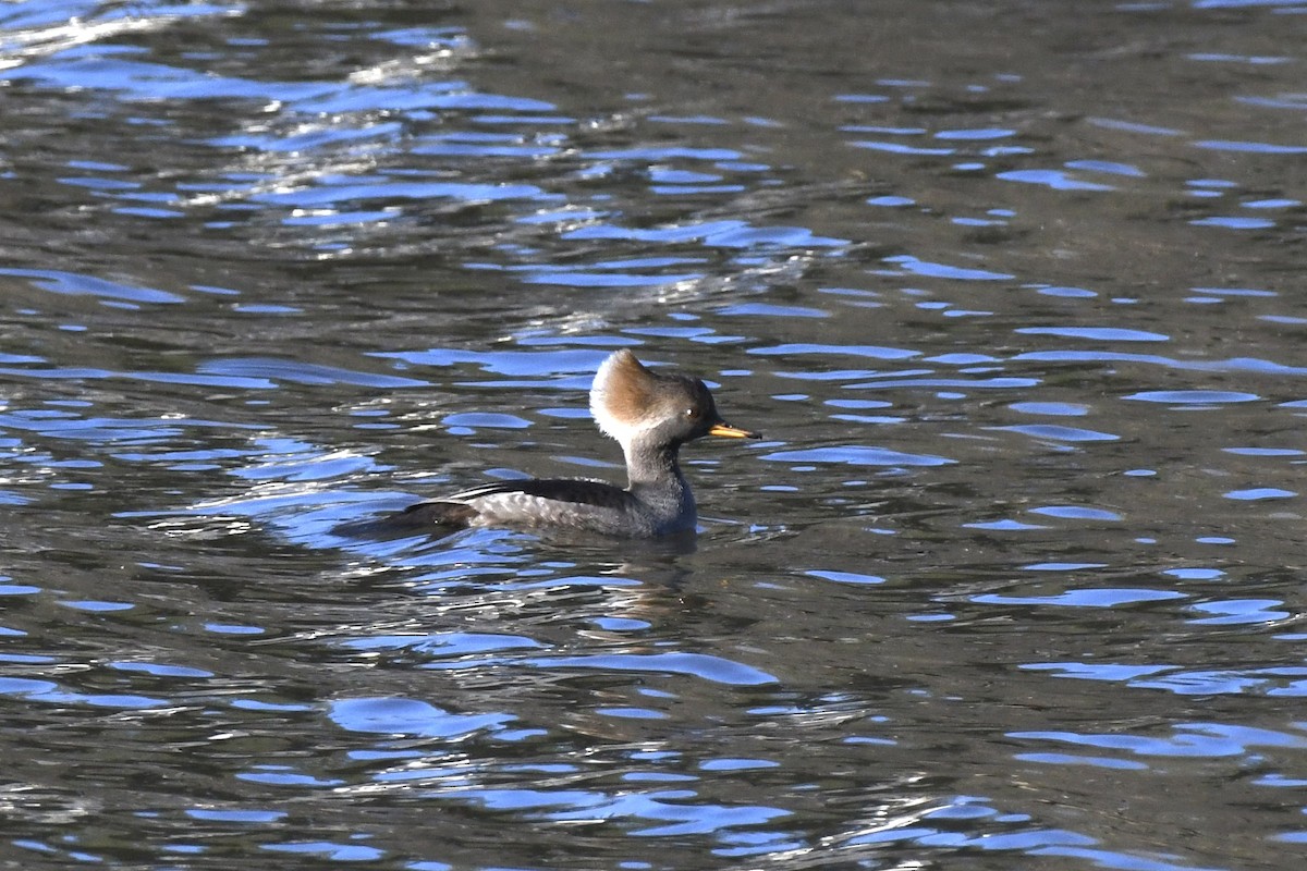 Hooded Merganser - ML646045780