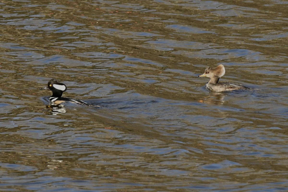 Hooded Merganser - ML646045781