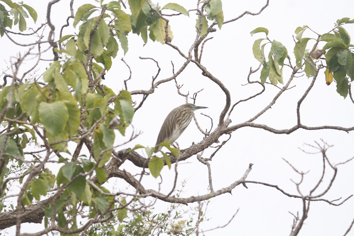 Indian Pond-Heron - ML646045786