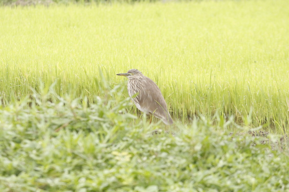 Indian Pond-Heron - ML646045787