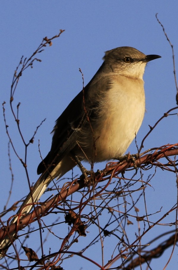 Northern Mockingbird - ML646045788