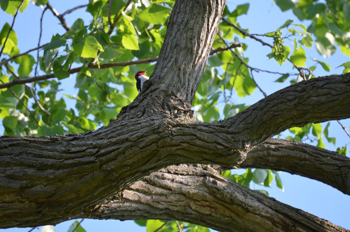 Red-headed Woodpecker - ML646045789