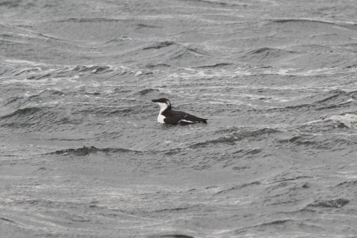 Razorbill - ML646045790