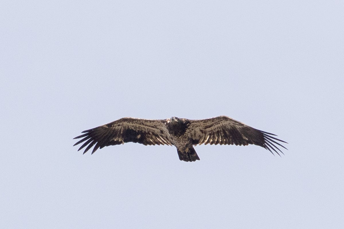 Bald Eagle - ML646045791