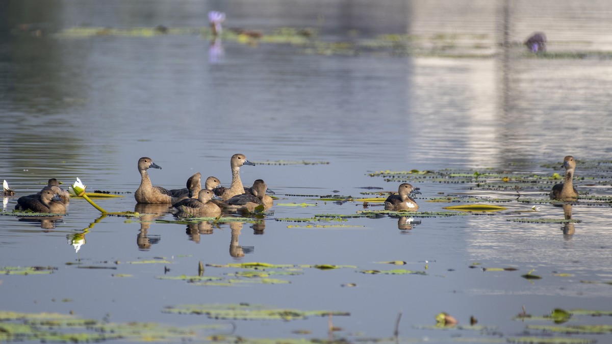 Lesser Whistling-Duck - ML646045793