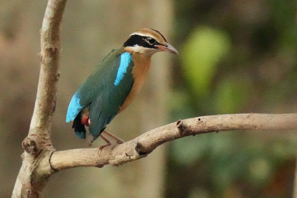 Indian Pitta - ML646045794