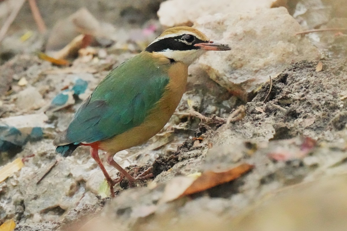Indian Pitta - ML646045795