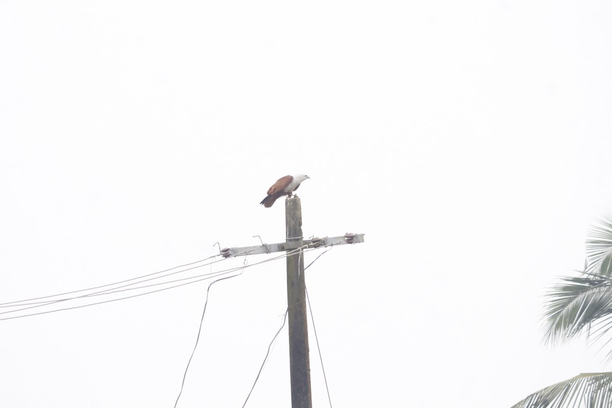 Brahminy Kite - ML646045797