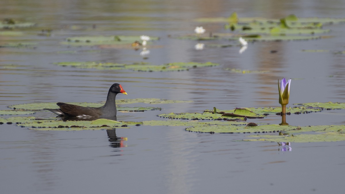 Eurasian Moorhen - ML646045800