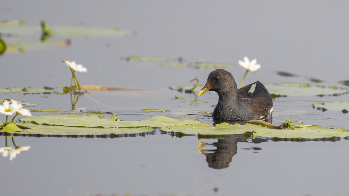 Eurasian Moorhen - ML646045801