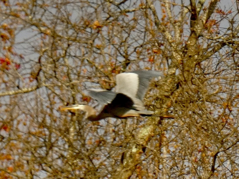 Great Blue Heron - ML646045810