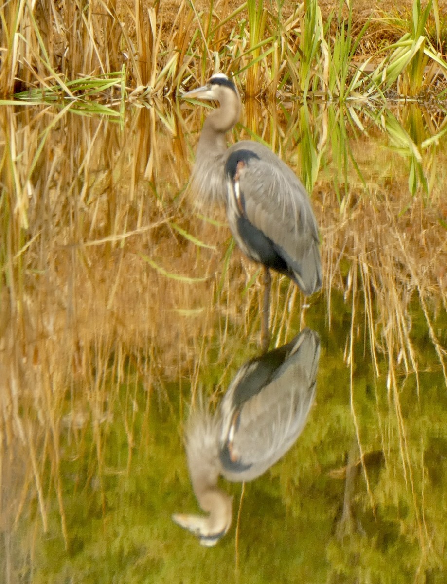 Great Blue Heron - ML646045811