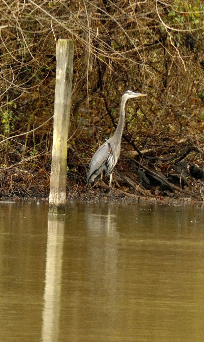 Great Blue Heron - ML646045812
