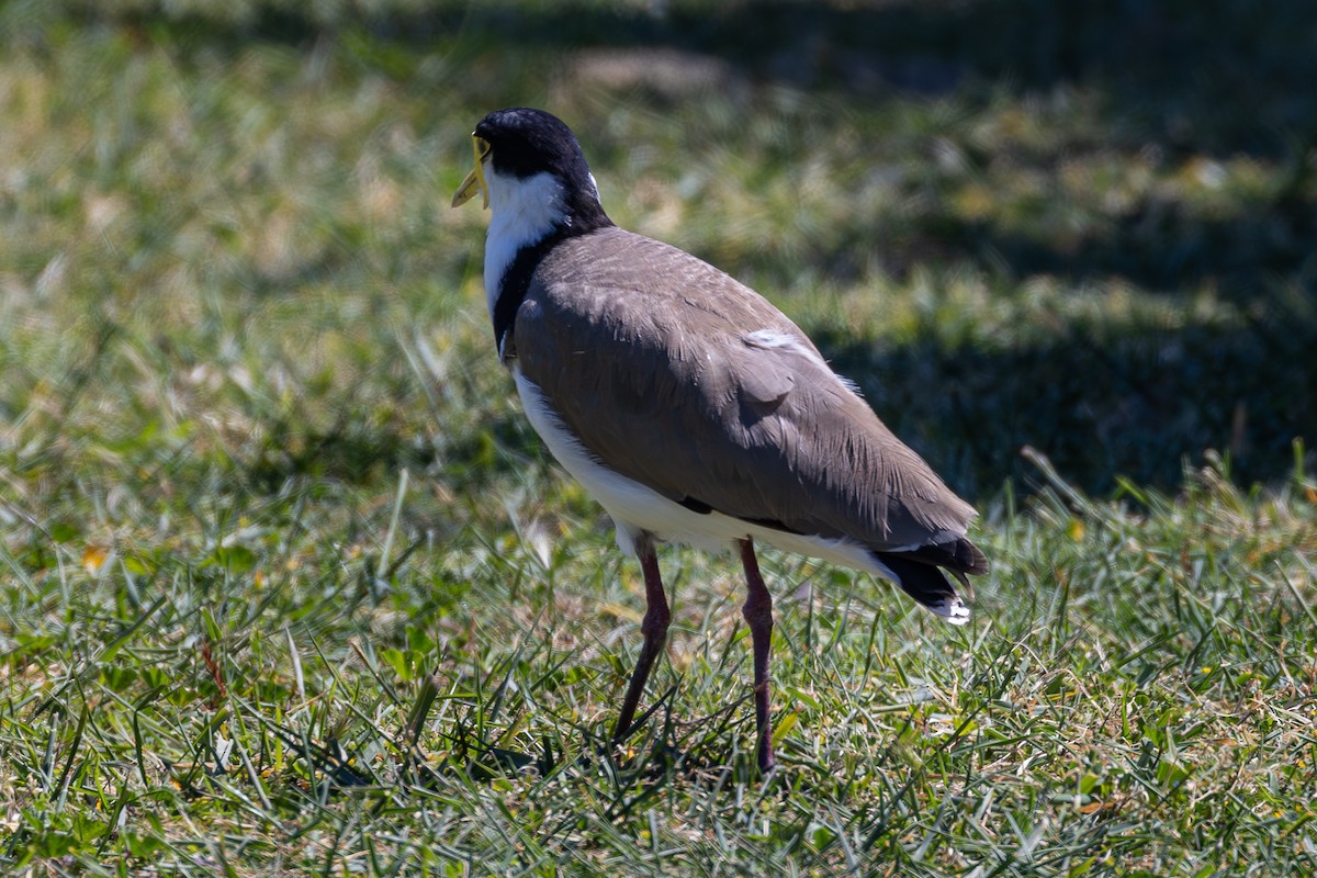 Masked Lapwing - ML646045814