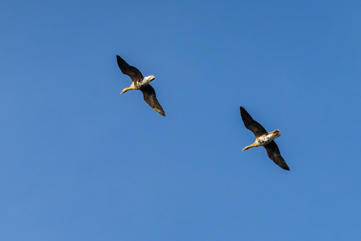 Greater White-fronted Goose - ML646045815