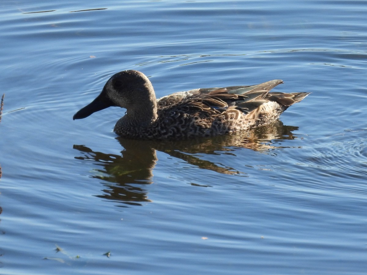 Blue-winged Teal - ML646045819