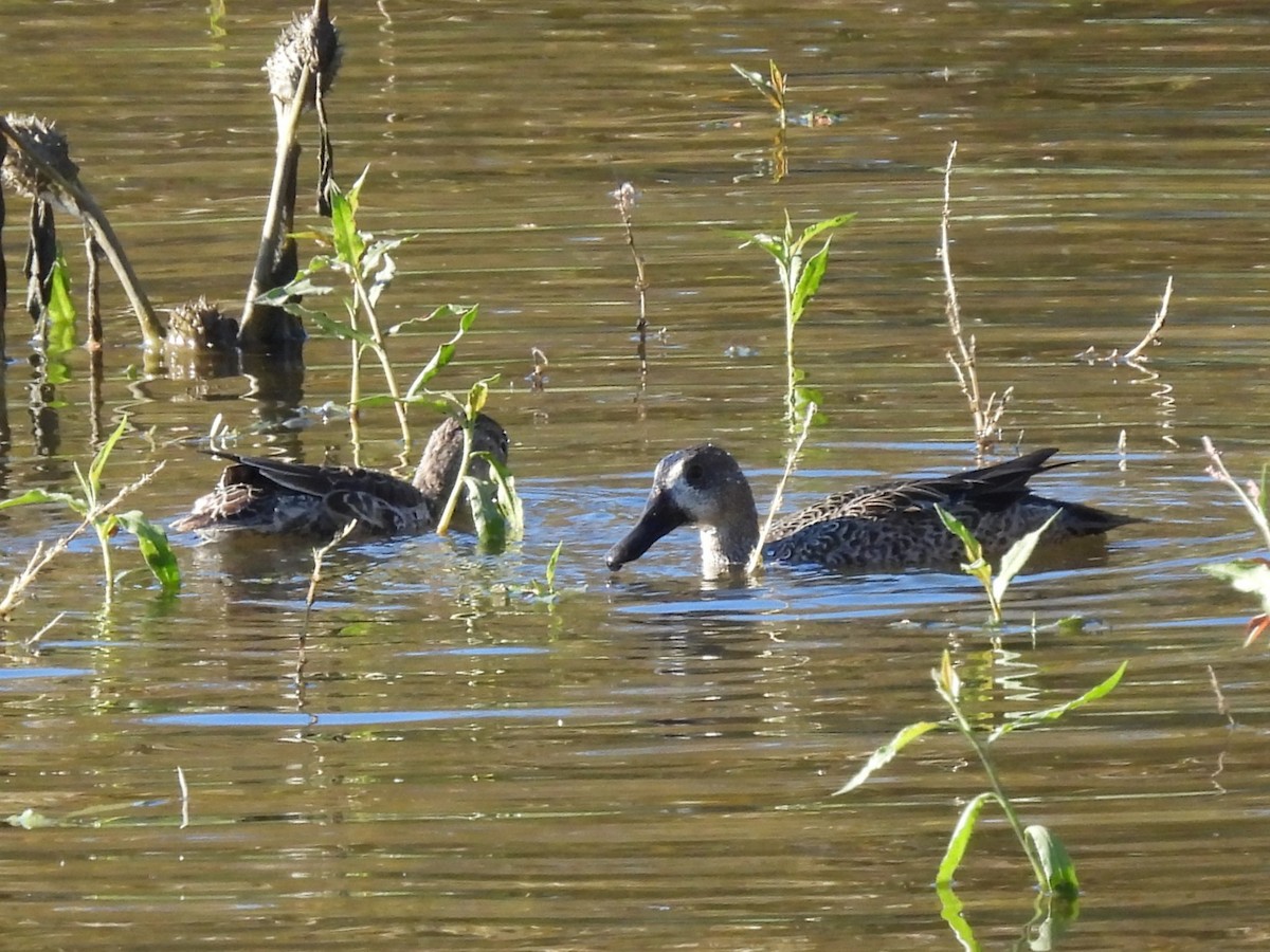 Blue-winged Teal - ML646045820