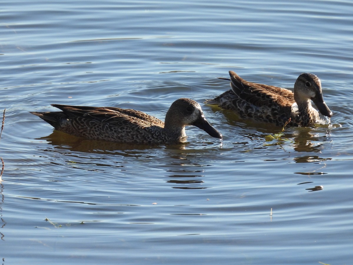 Blue-winged Teal - ML646045821