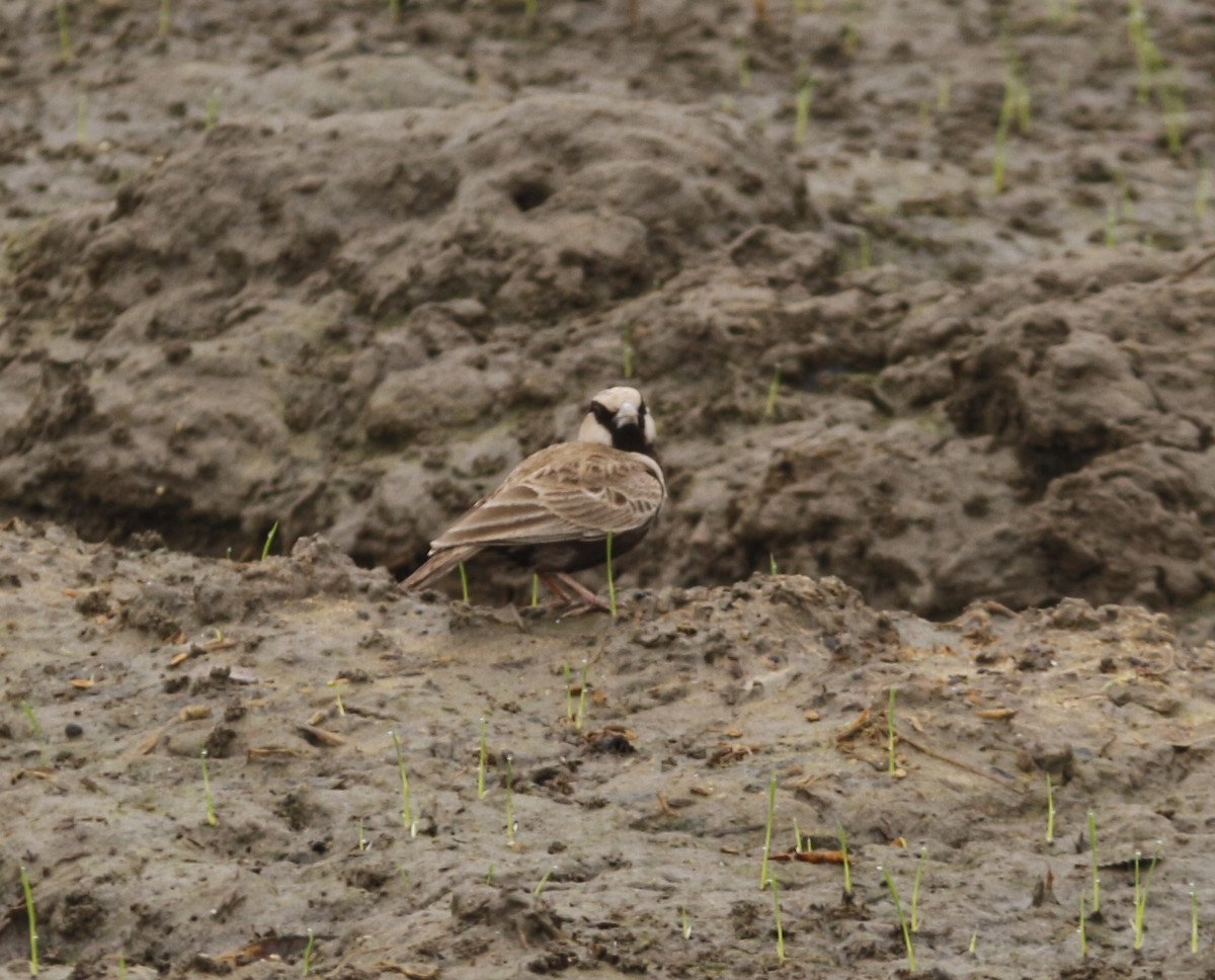 Ashy-crowned Sparrow-Lark - ML646045824
