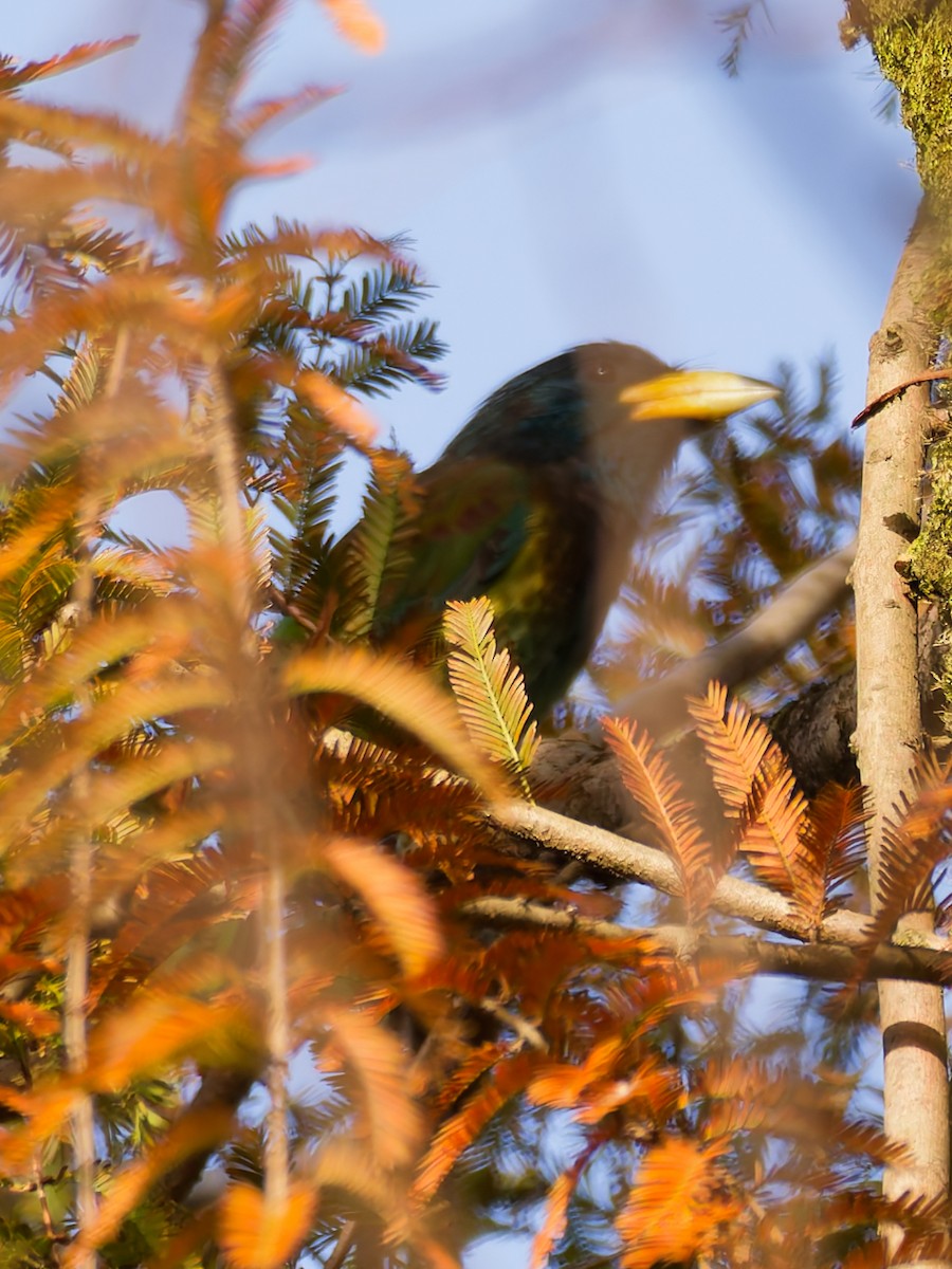 Great Barbet - ML646045828