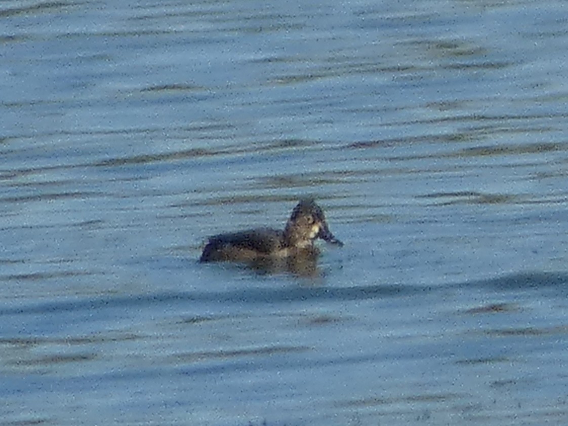 Ring-necked Duck - ML646045832