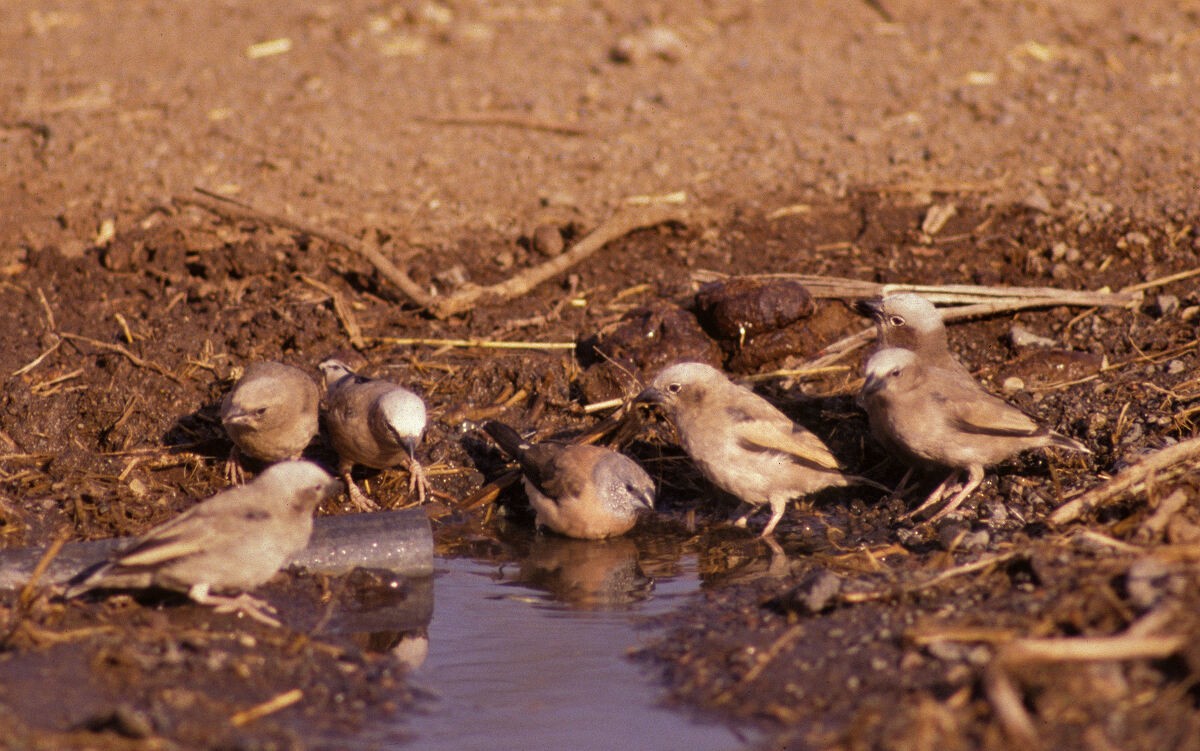 Gray-capped Social-Weaver - ML646045834
