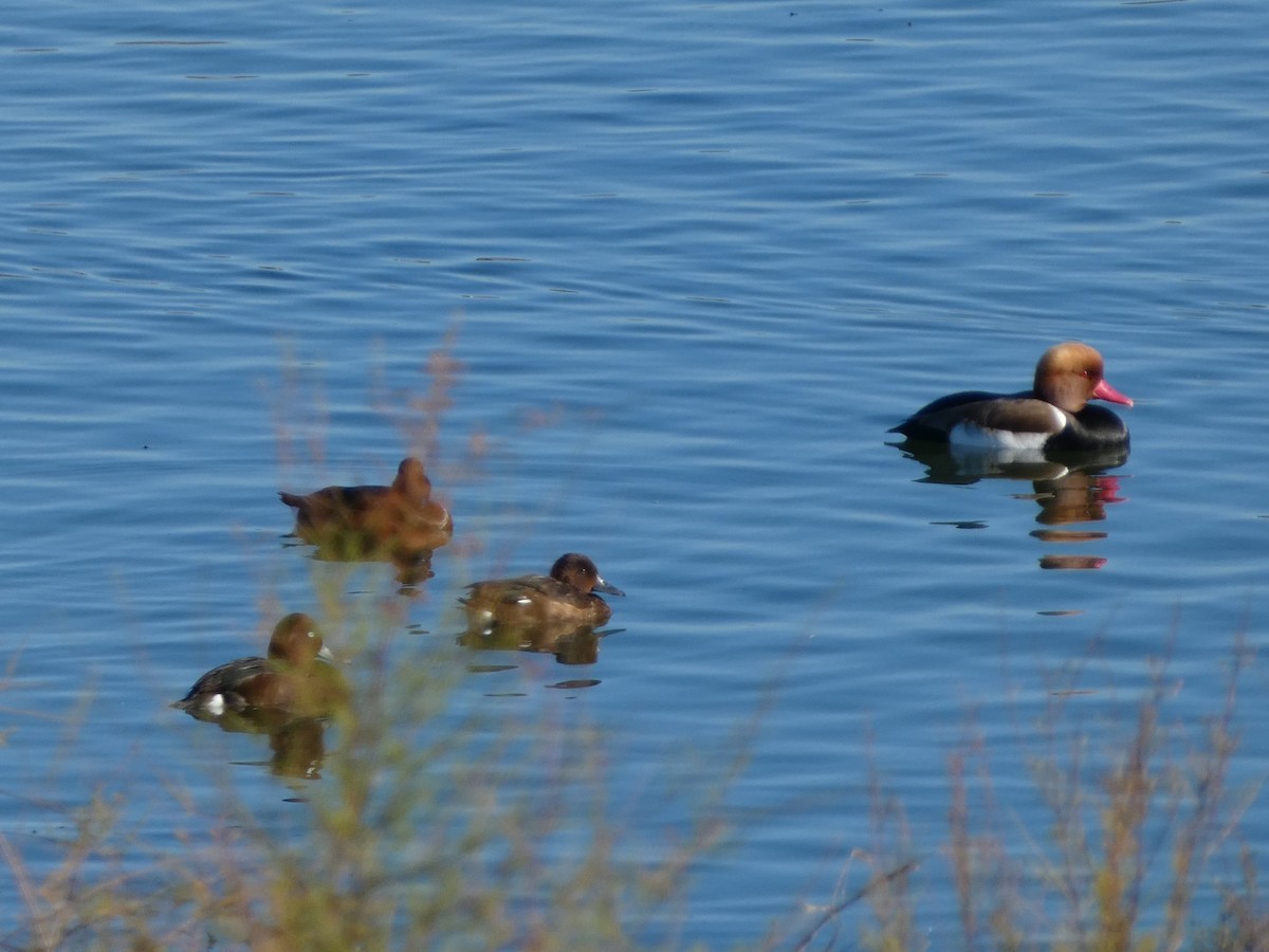 Ferruginous Duck - ML646045835