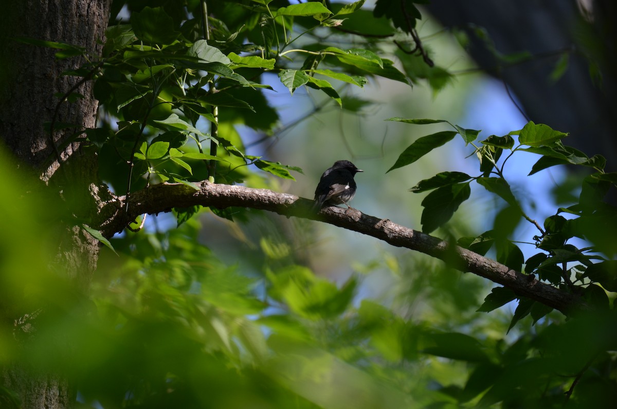 Black-throated Blue Warbler - ML646045836