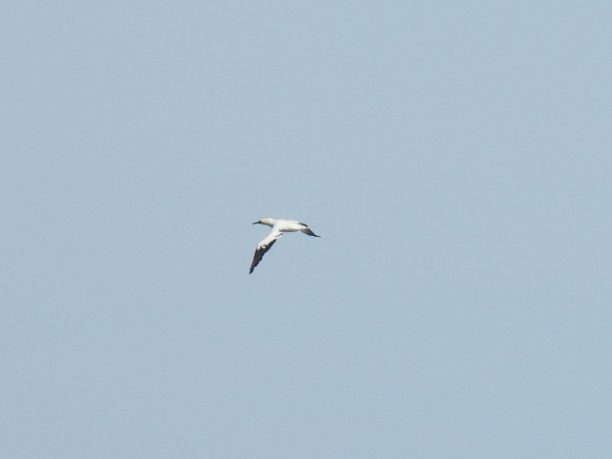 havsule - ML646045841