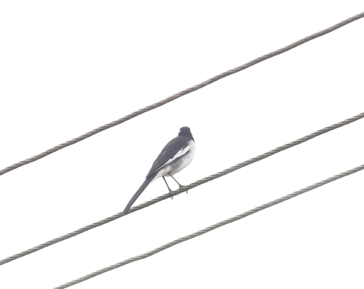 オオハクセキレイ - ML646045842