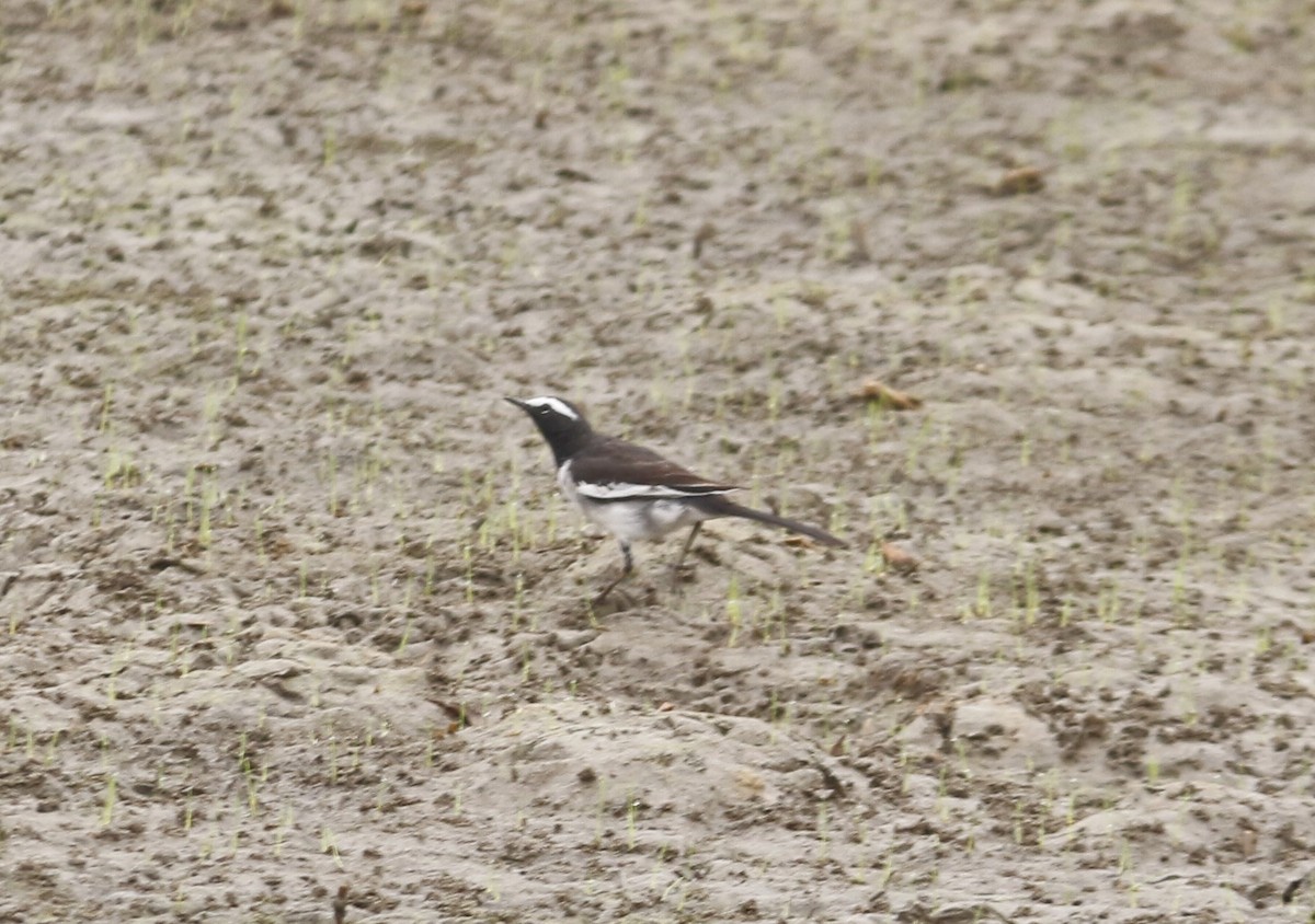 オオハクセキレイ - ML646045843