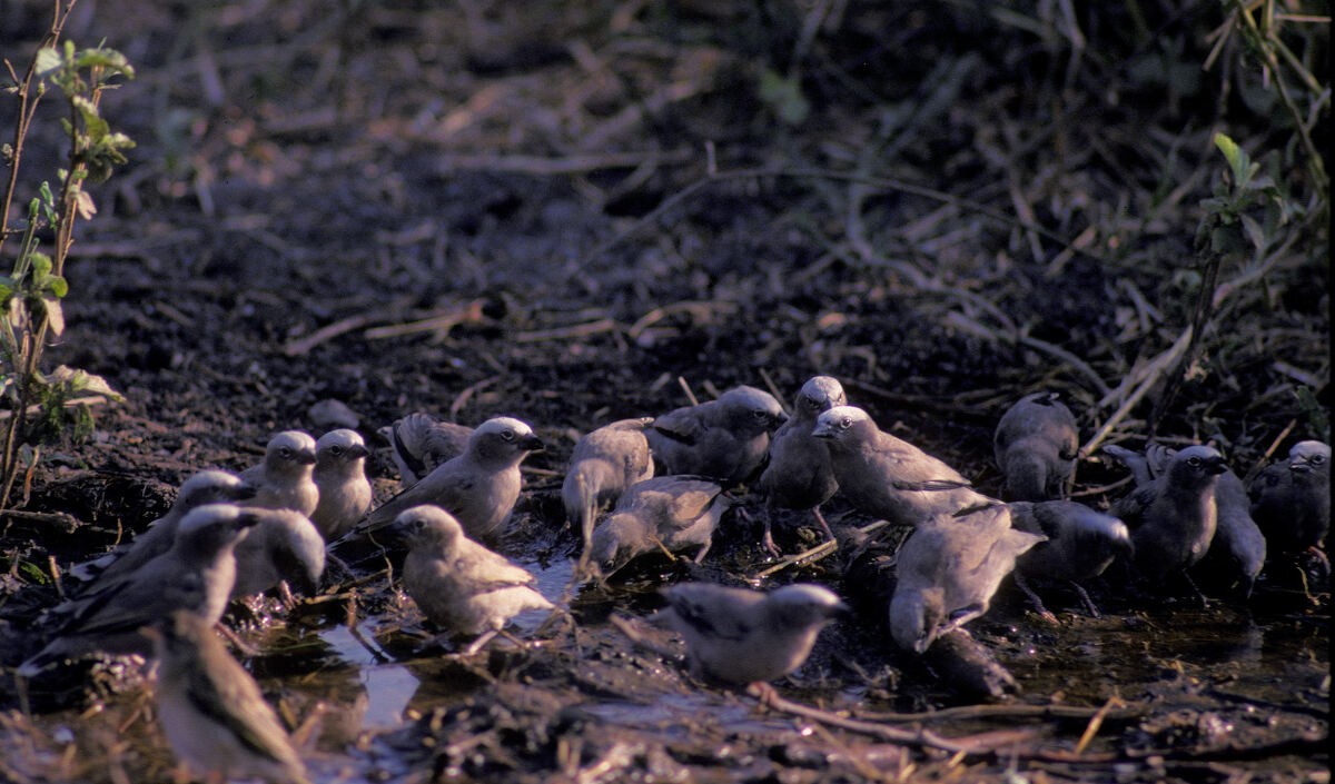Gray-capped Social-Weaver - ML646045845