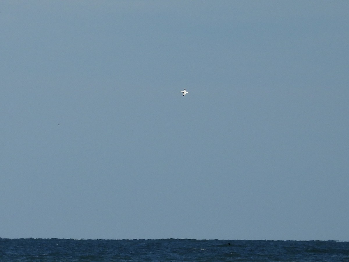 havsule - ML646045847