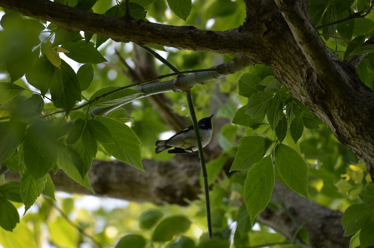 Black-throated Blue Warbler - ML646045848