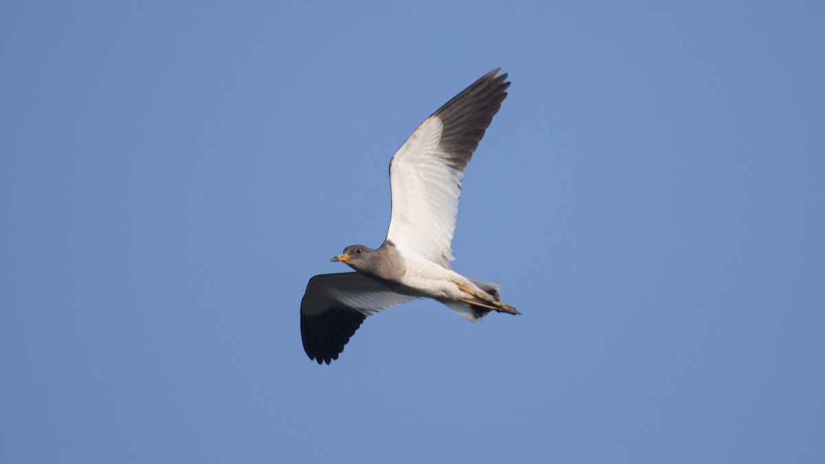 Gray-headed Lapwing - ML646045853