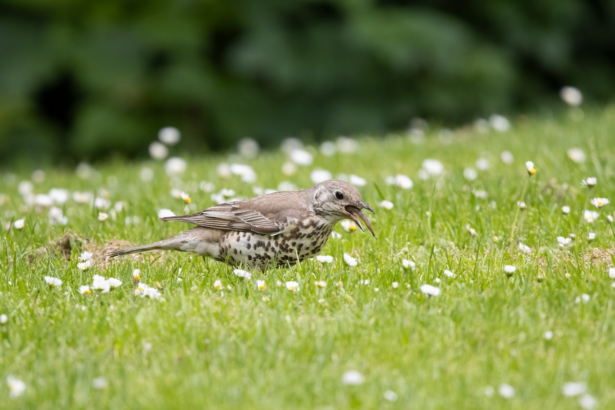 Mistle Thrush - ML646045855