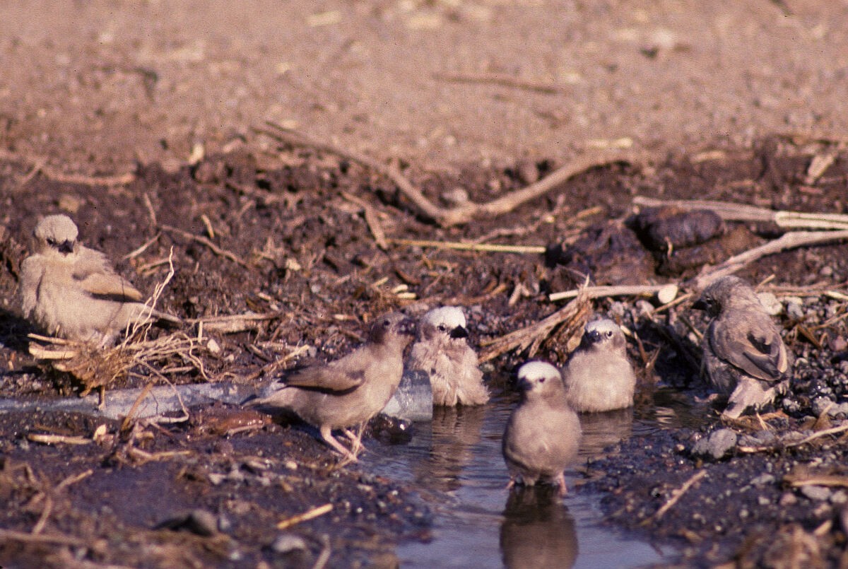Gray-capped Social-Weaver - ML646045857