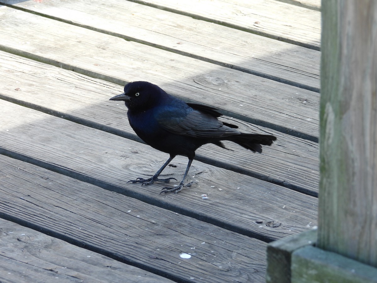 Boat-tailed Grackle - ML646045859