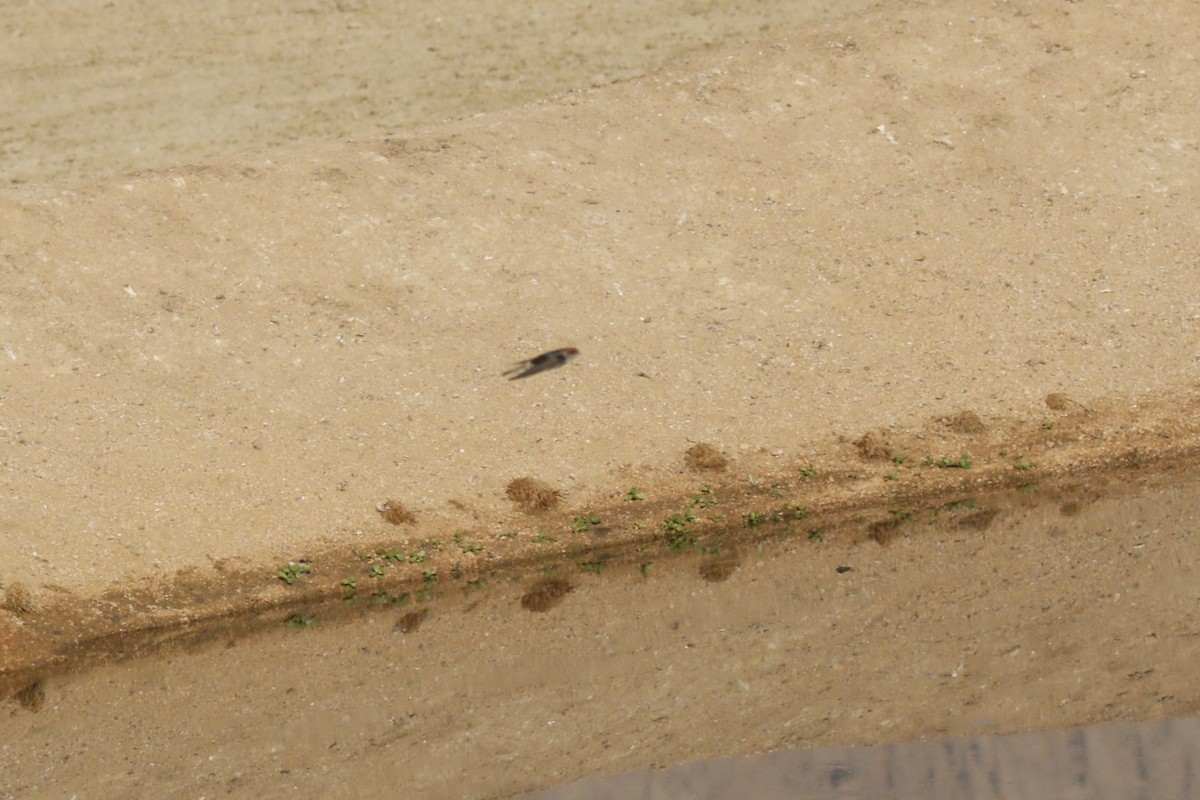 swallow sp. - ML646045861