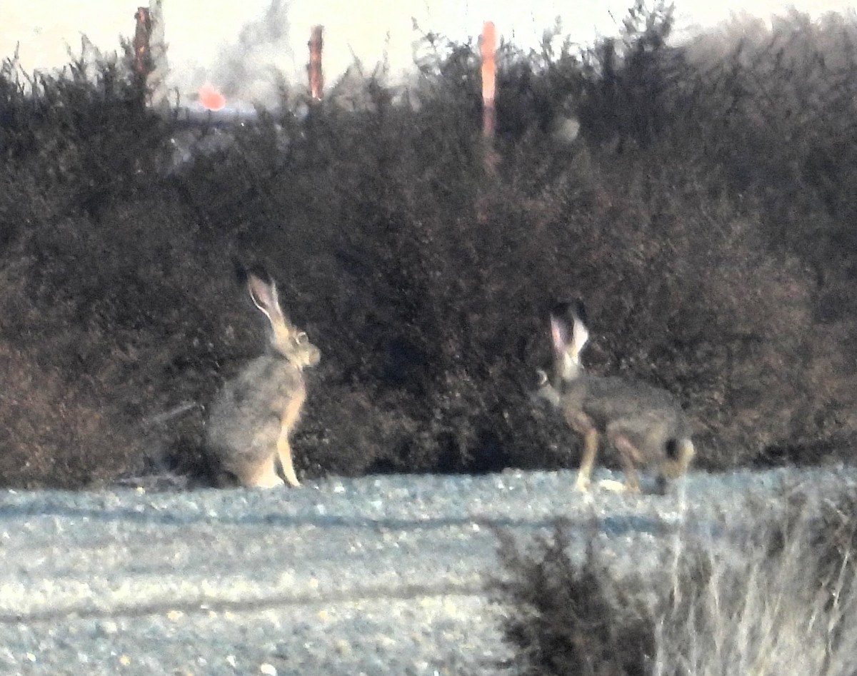Black-tailed Jackrabbit - ML646045862
