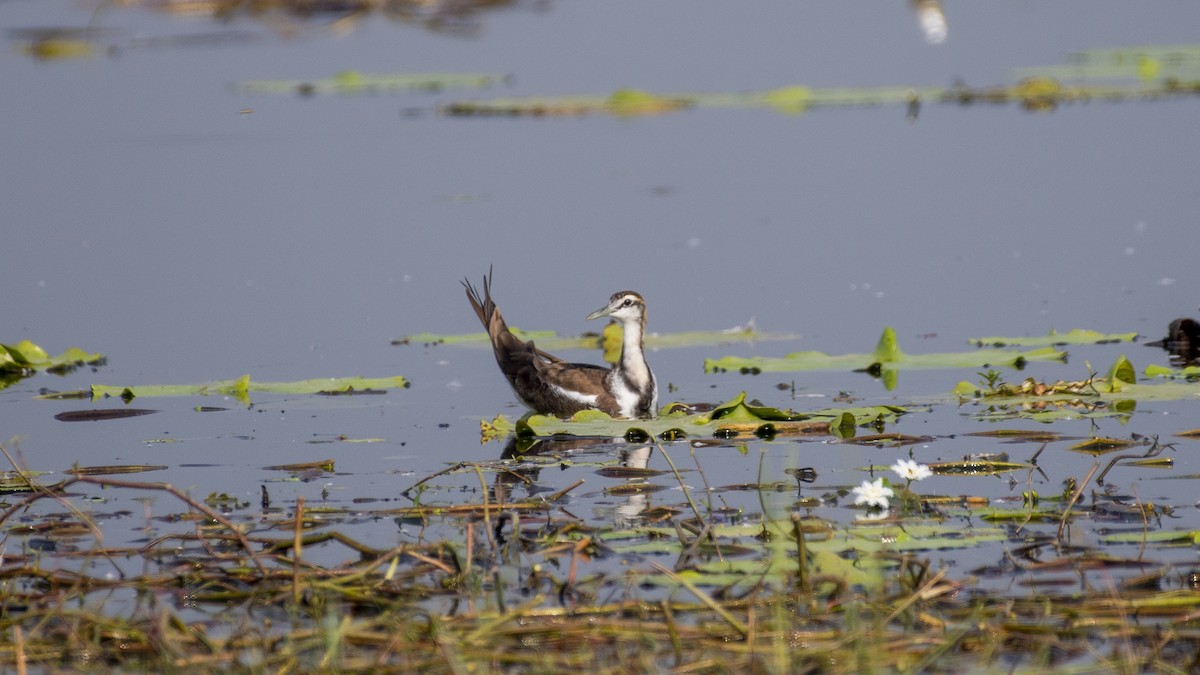 Pheasant-tailed Jacana - ML646045863