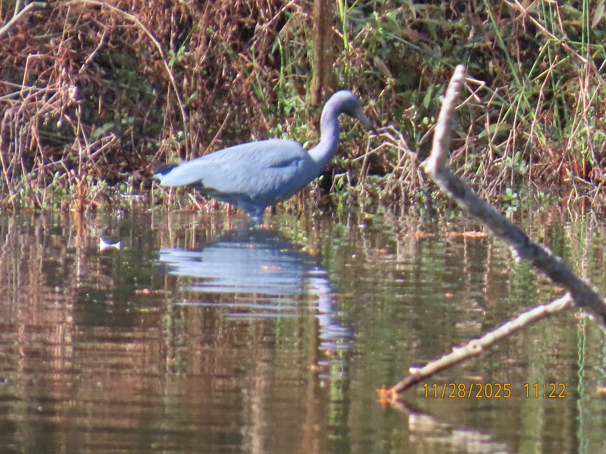 Little Blue Heron - ML646045864