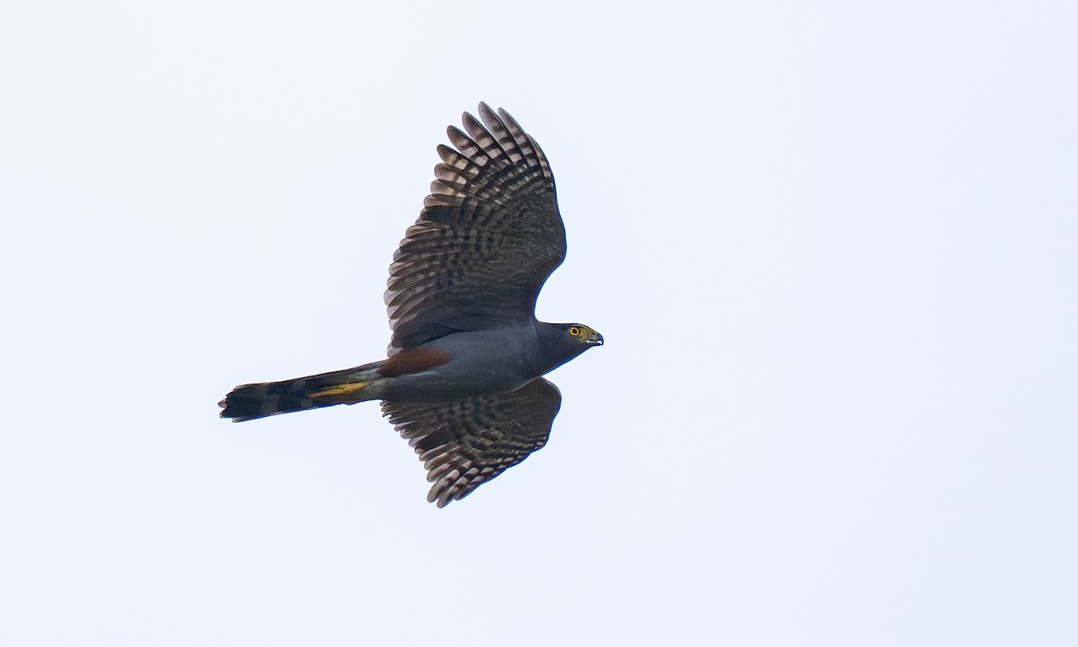 Bicolored Hawk - ML646045865