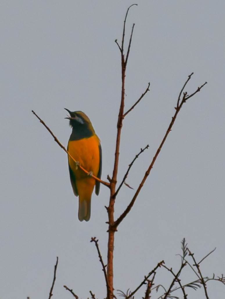 Orange-bellied Leafbird - ML646045869