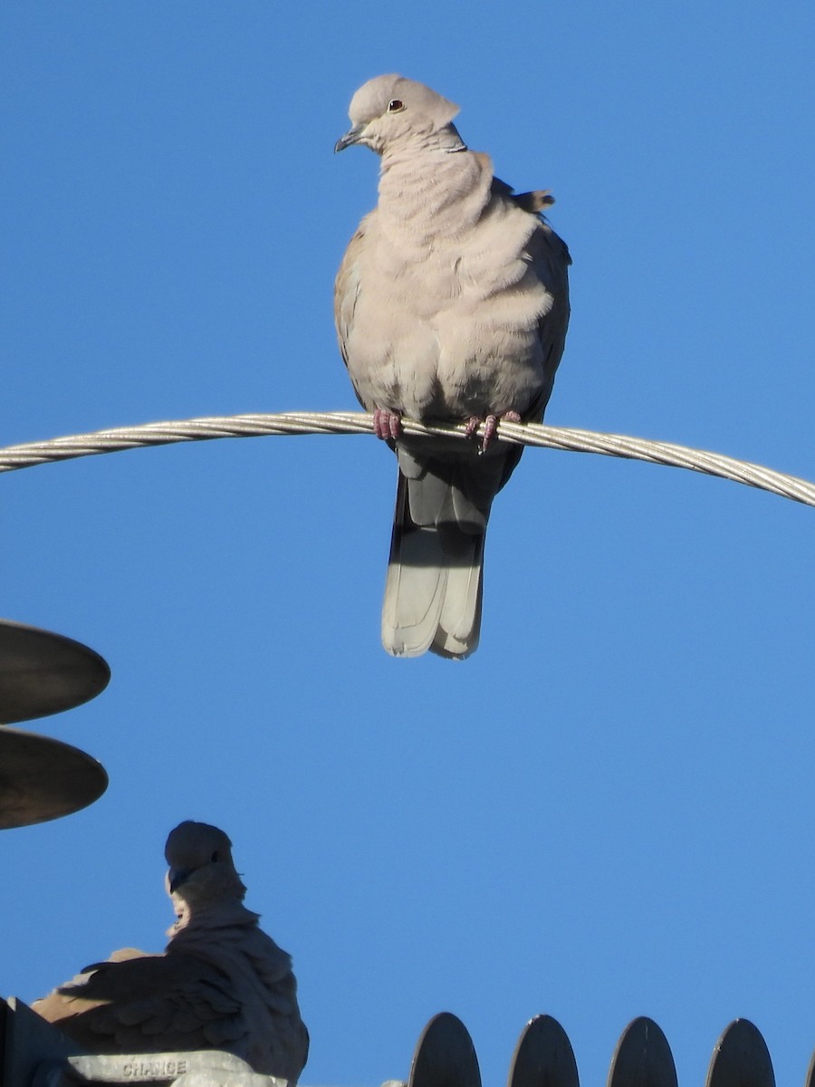 Eurasian Collared-Dove - ML646045870