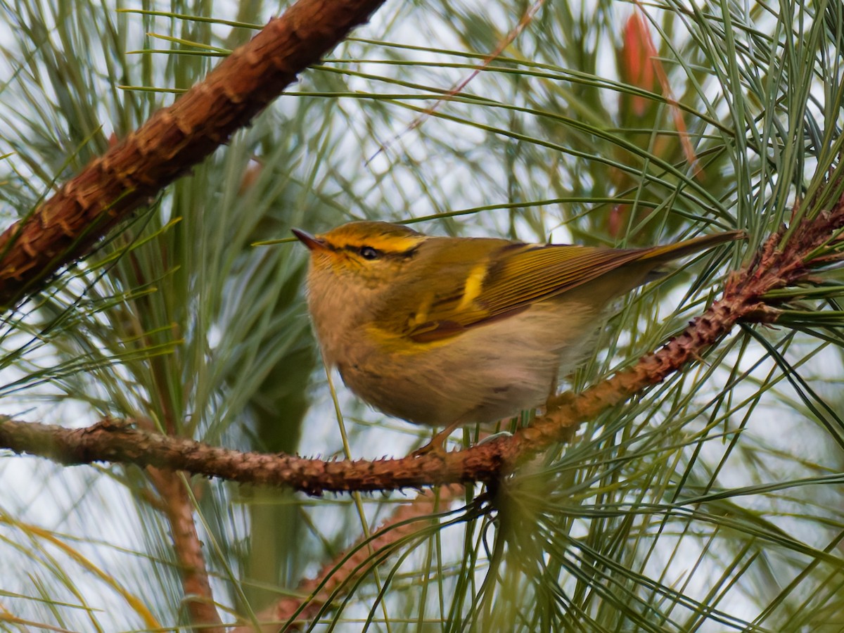 Pallas's Leaf Warbler - ML646045871
