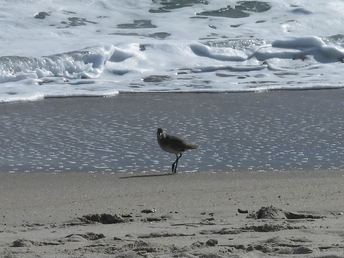 Willet - ML646045880