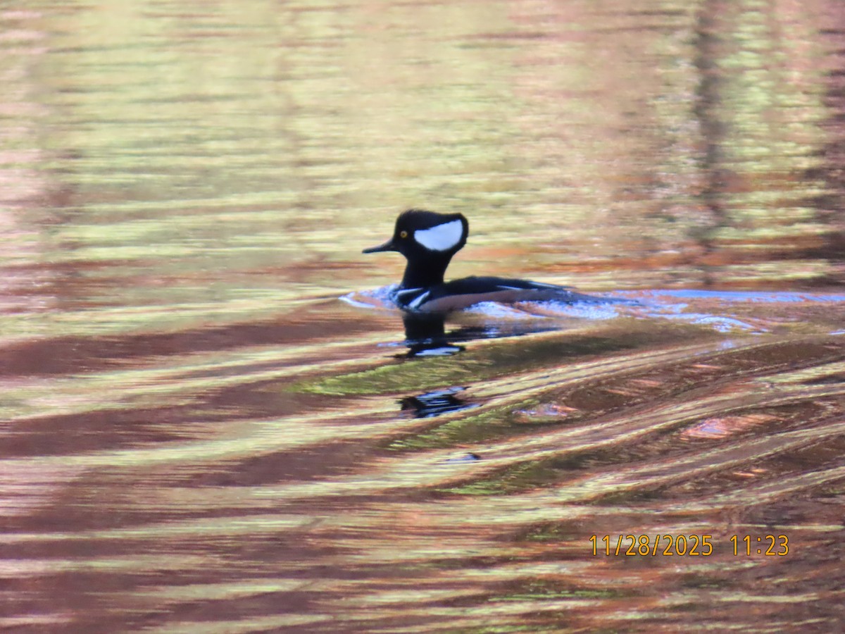 Hooded Merganser - ML646045887