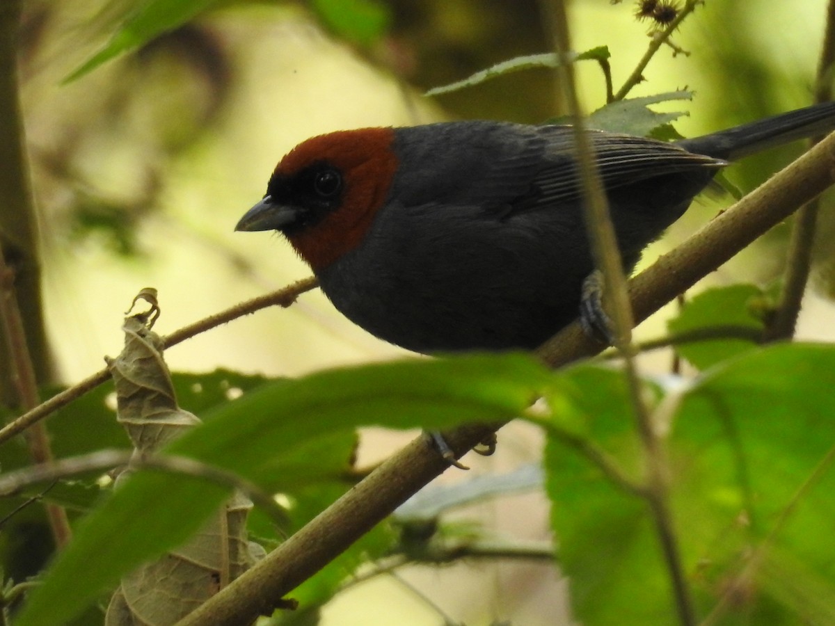 Chestnut-headed Tanager - ML646045892